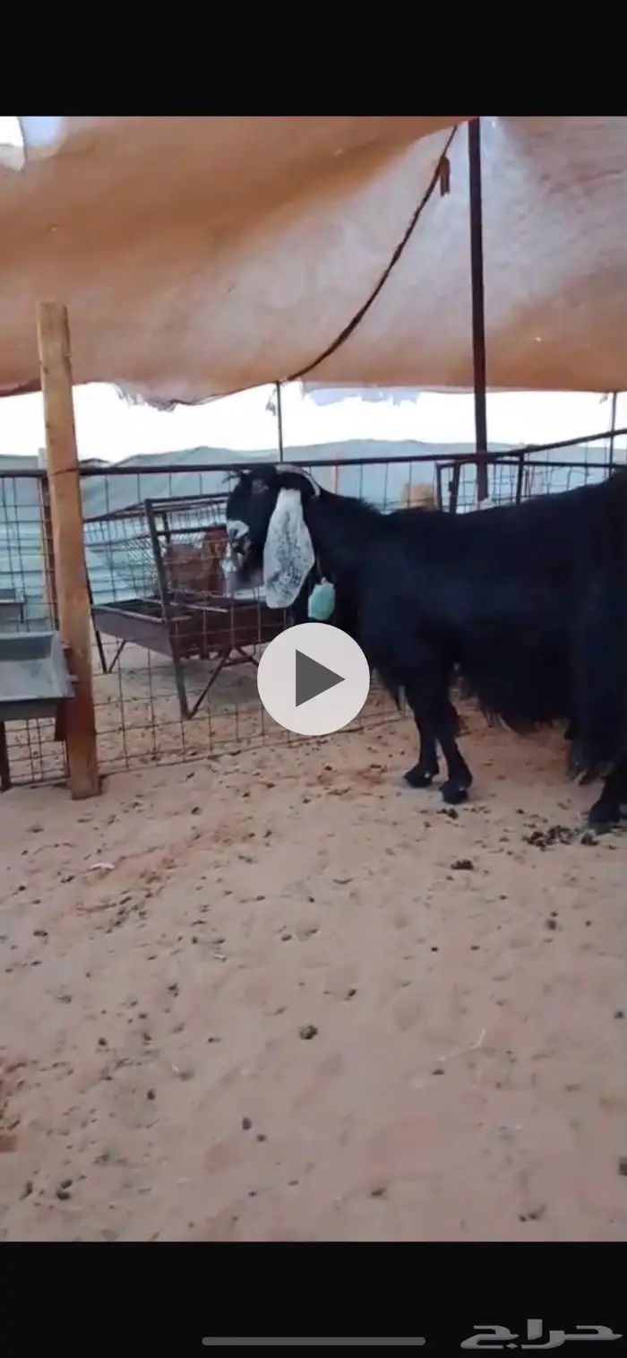 عنز عارضيه متاومه 2