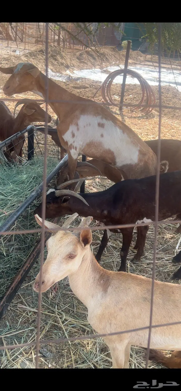 معزا دهم حمر للبيع عدد 15 من 290 2