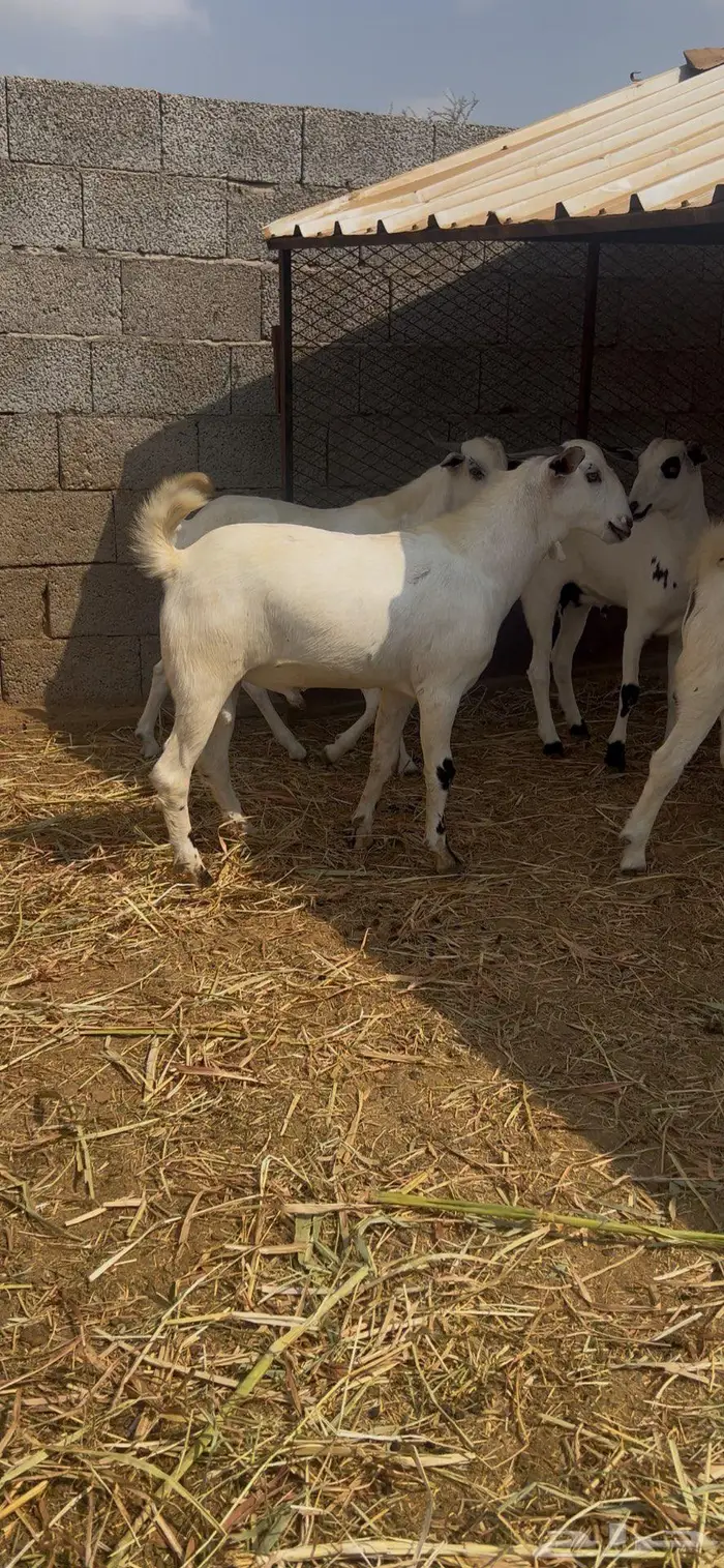 تيوس بيشيه مخصاه 2