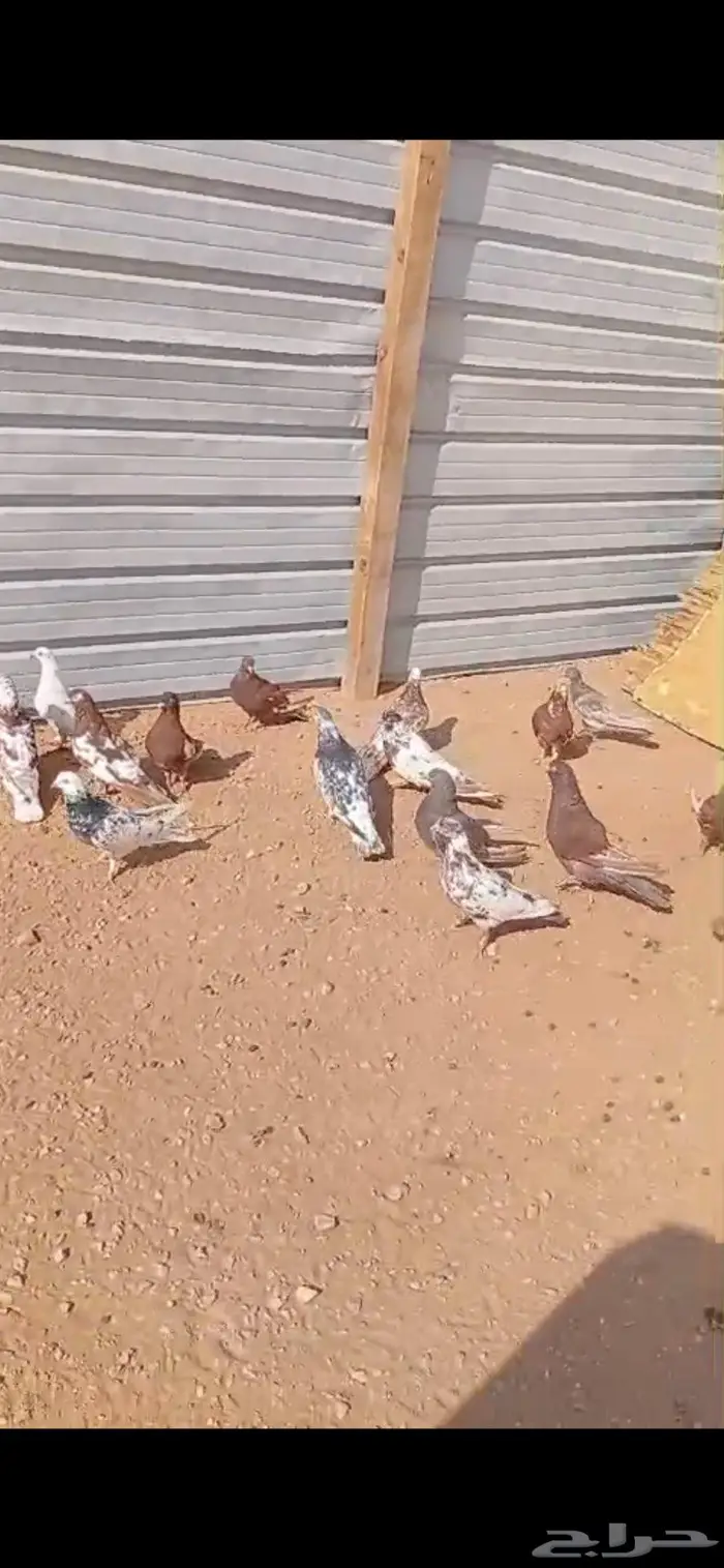 حمام مصري للبيع 0