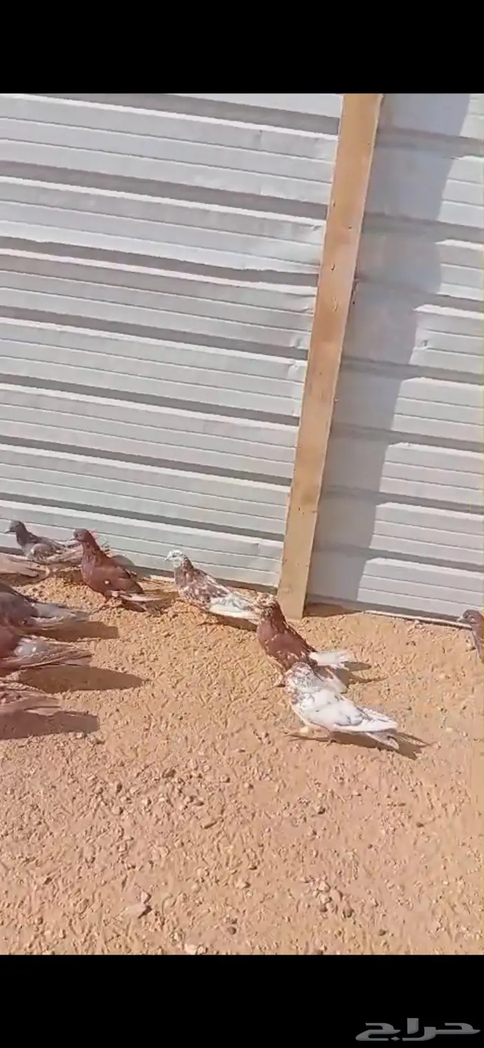 حمام مصري للبيع 1