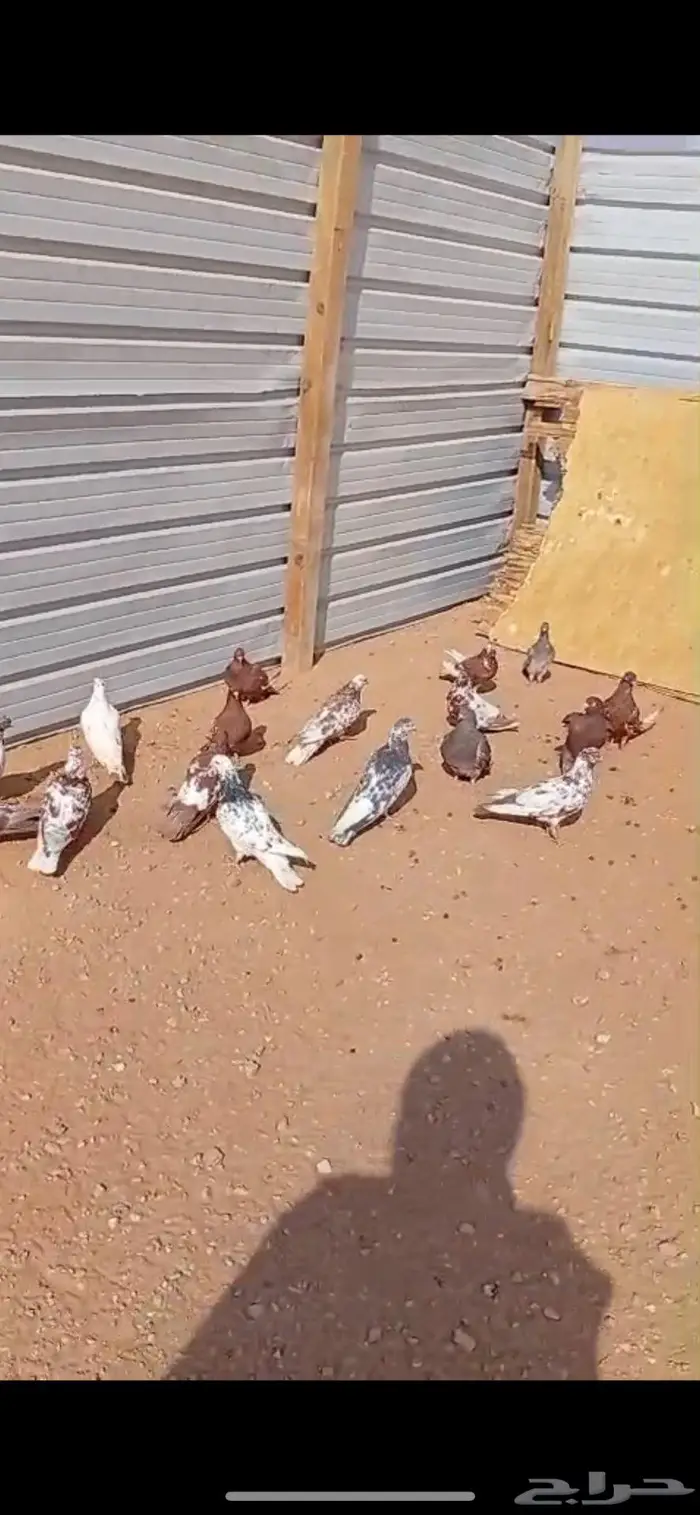 حمام مصري للبيع 5