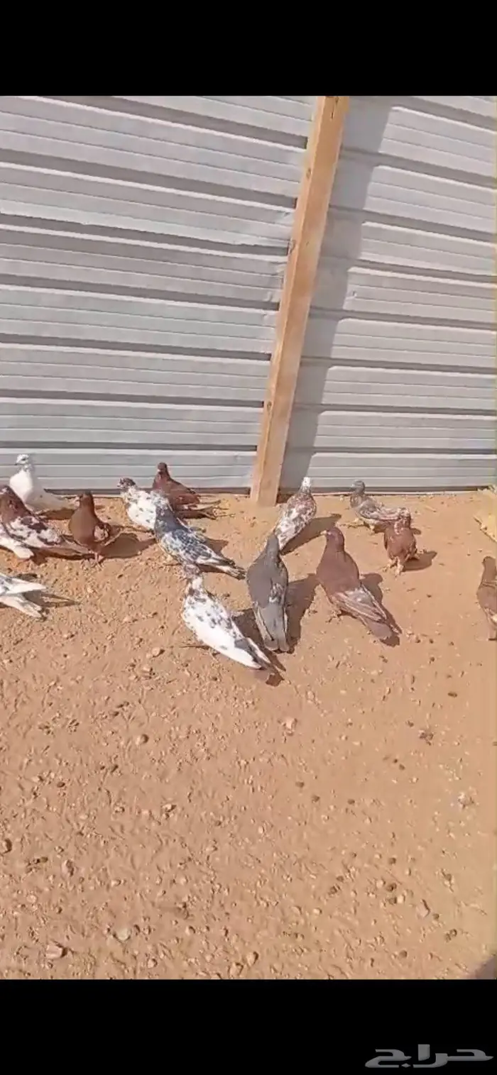 حمام مصري للبيع 3