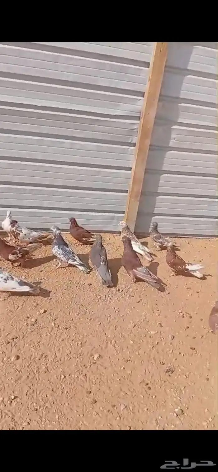 حمام مصري للبيع 2