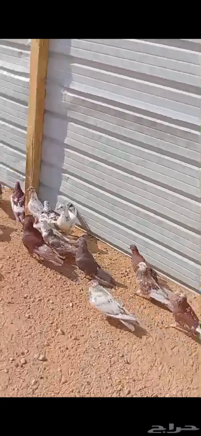 حمام مصري للبيع 7