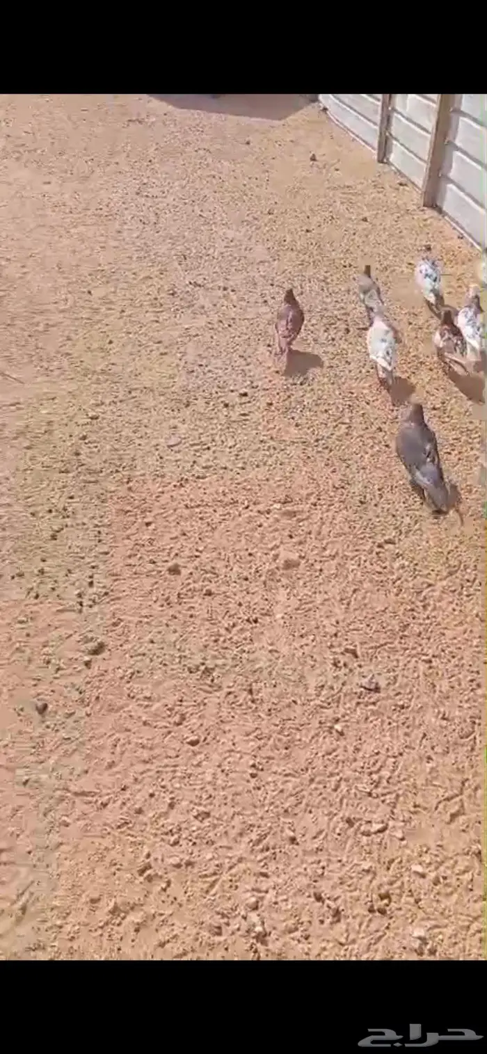 حمام مصري للبيع 9