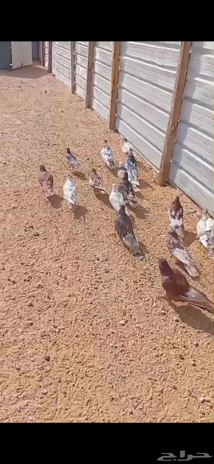 حمام مصري للبيع 8