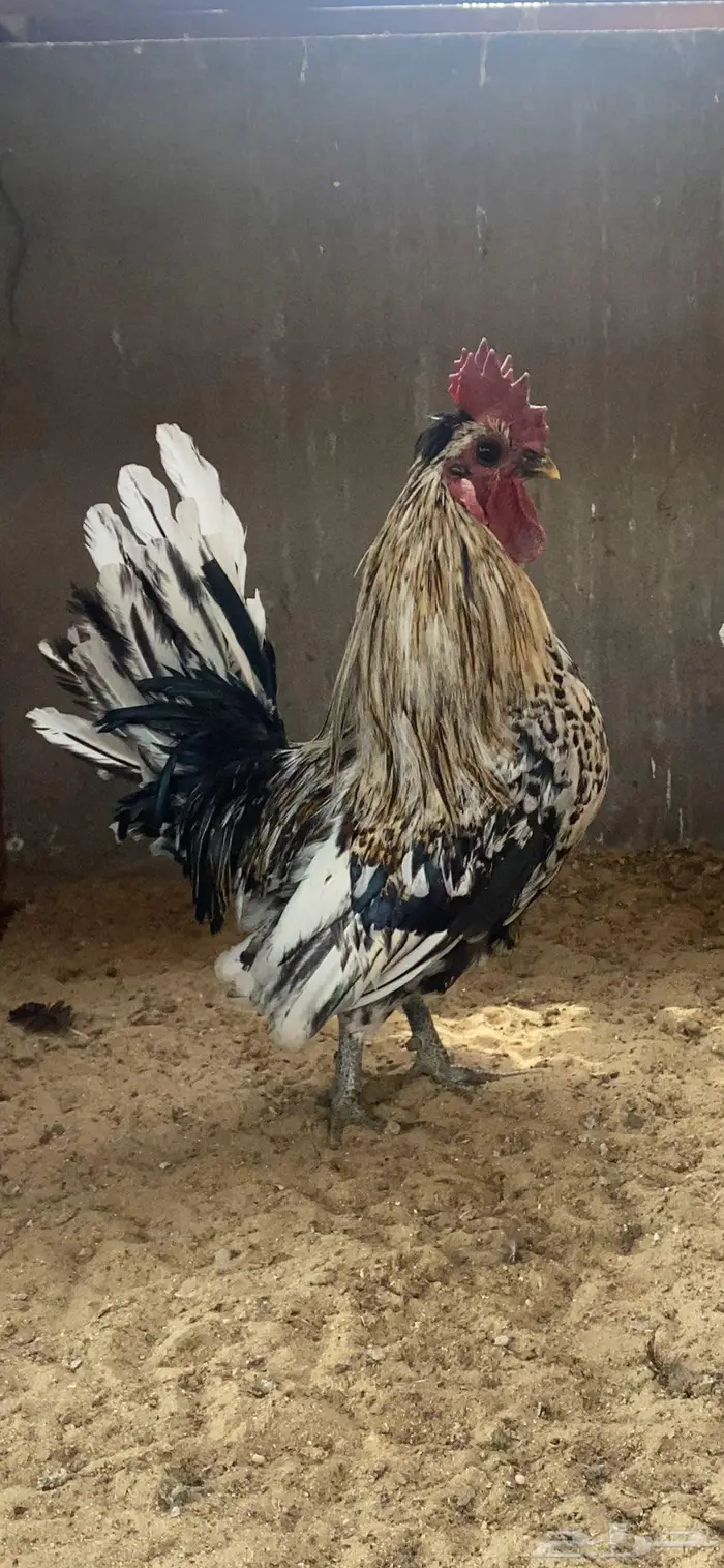 دجاج حباحب ديك ودجاجتين 3