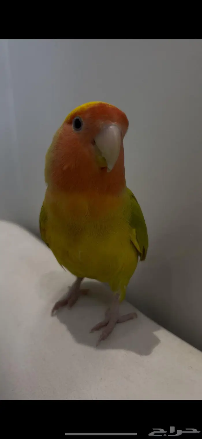 طير روز ضايع 0