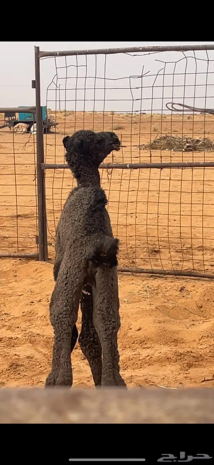 مصغر تحتها قعود دبياني 1