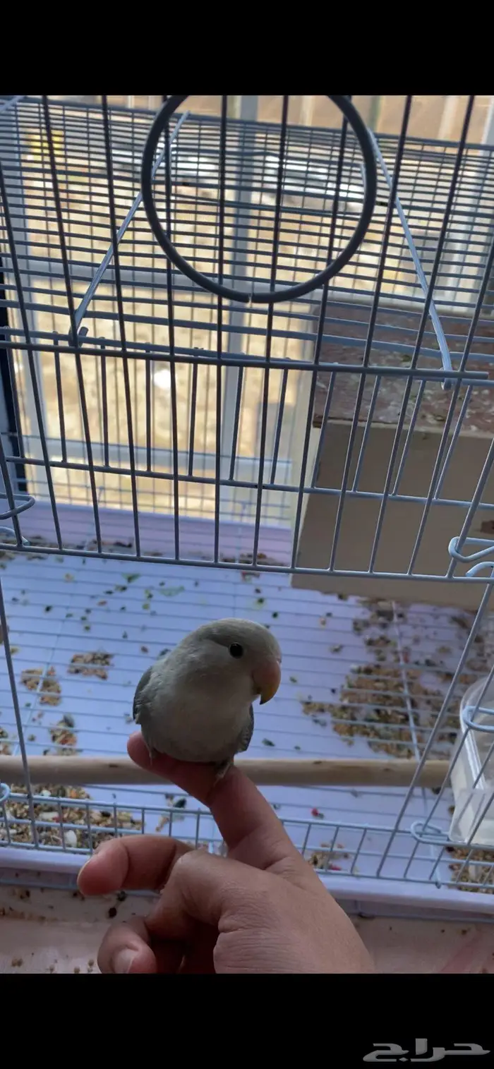 للبيع  عصافير روز أليفين 3