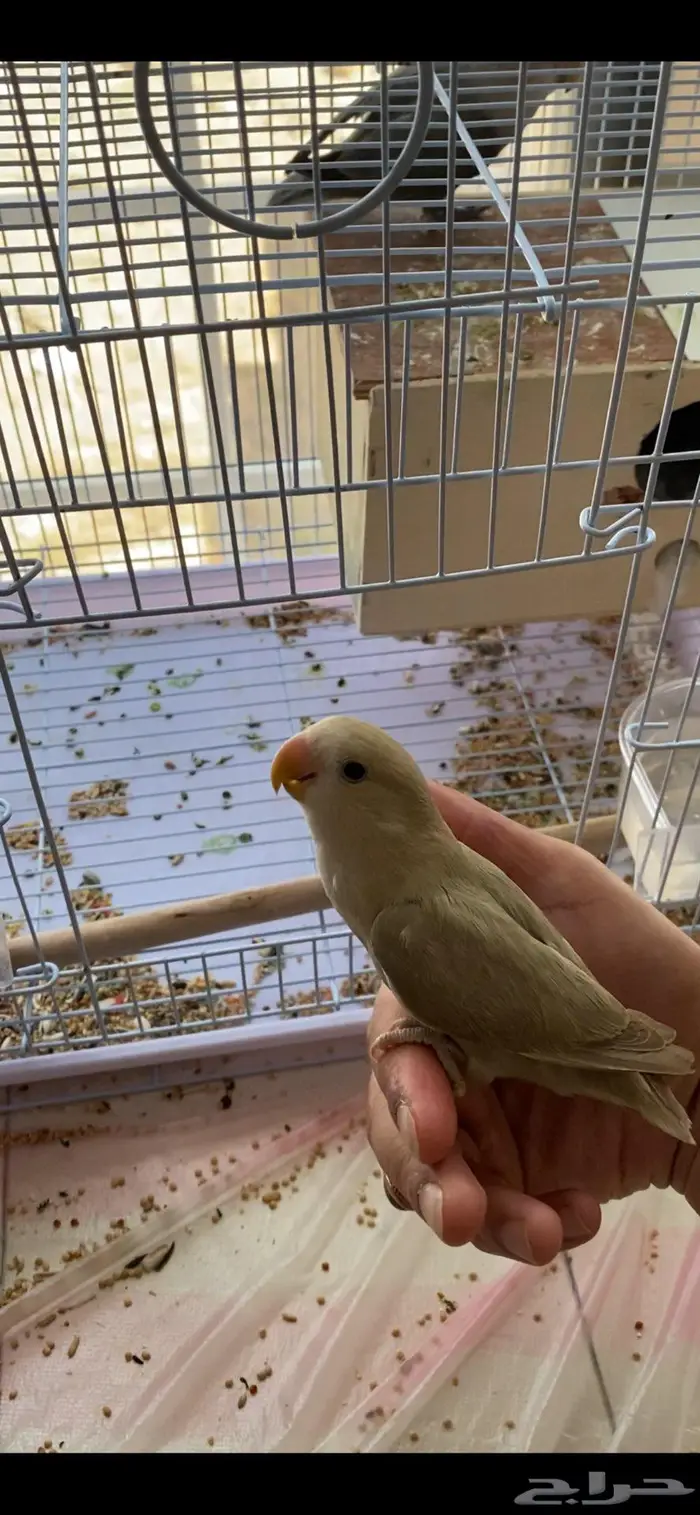 للبيع  عصافير روز أليفين 4