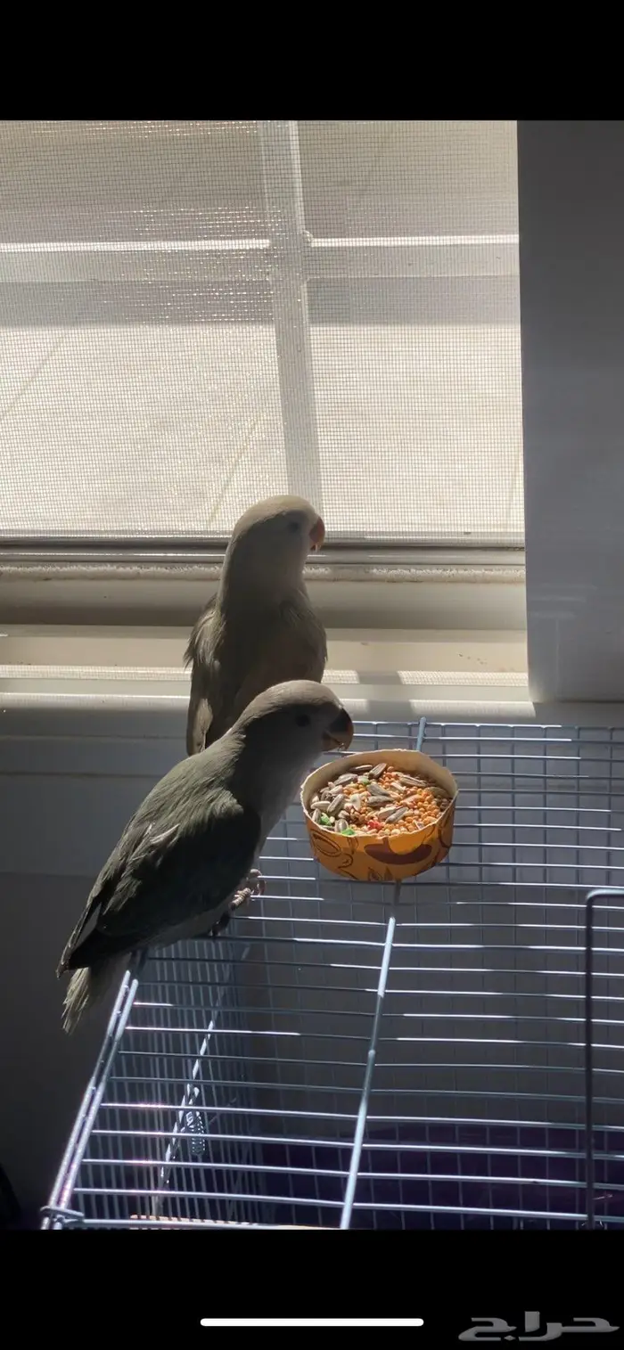 للبيع  عصافير روز أليفين 5