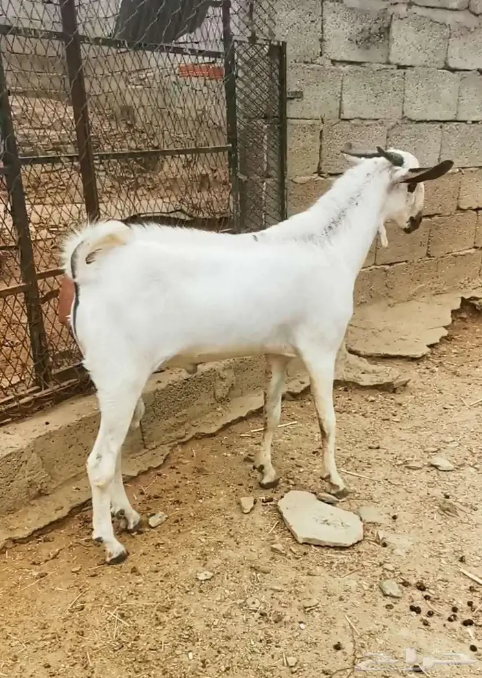 للبيع مشروع فحل بيشي 2