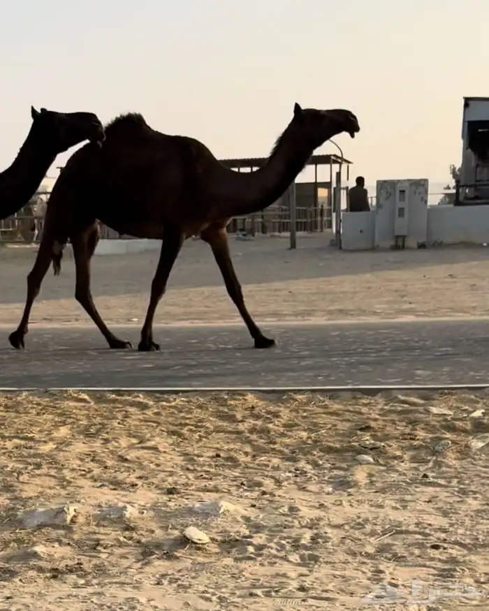 للبيع بكرتين مجاهيم الكفووو 0