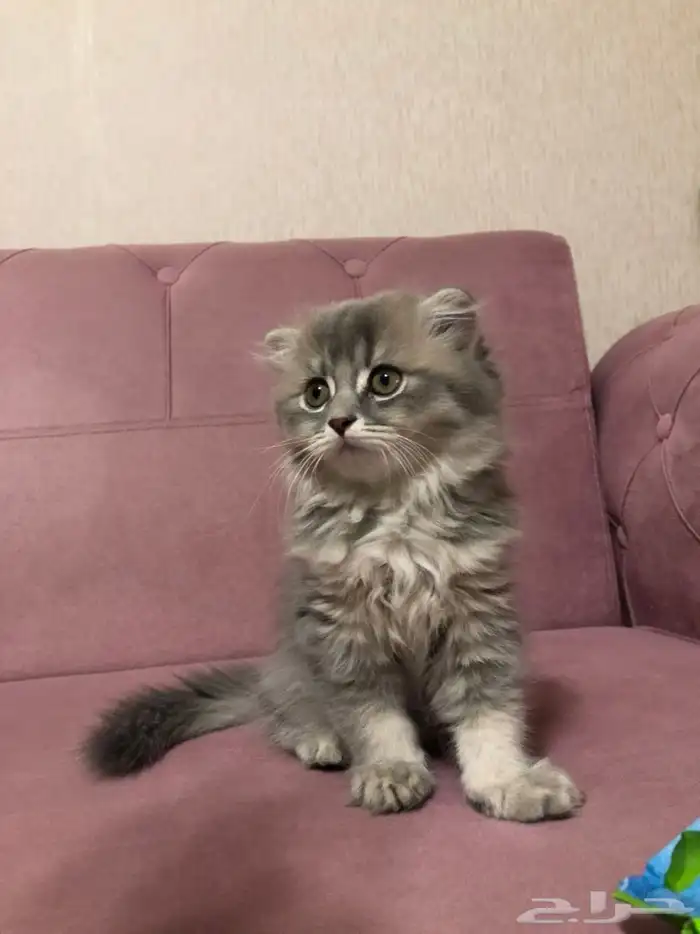 قطط سكوتش كيتن مكس شيرازي 3