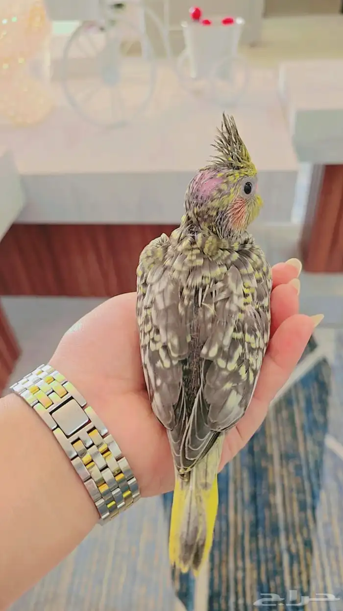 فرخ كروان ( ايزابيل ) 0