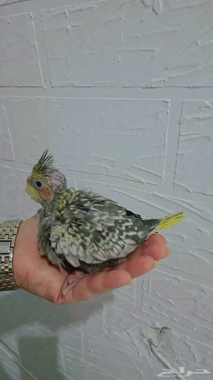 فرخ كروان ( ايزابيل ) 5