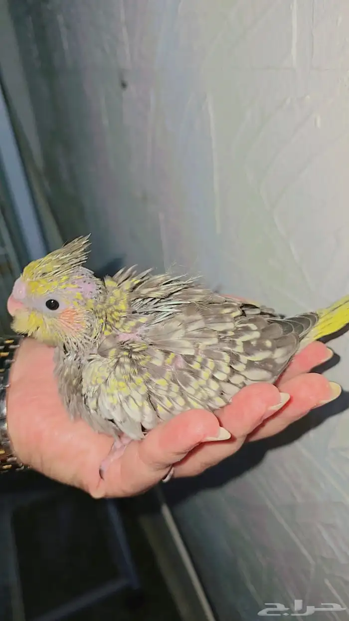 فرخ كروان ( ايزابيل ) 2