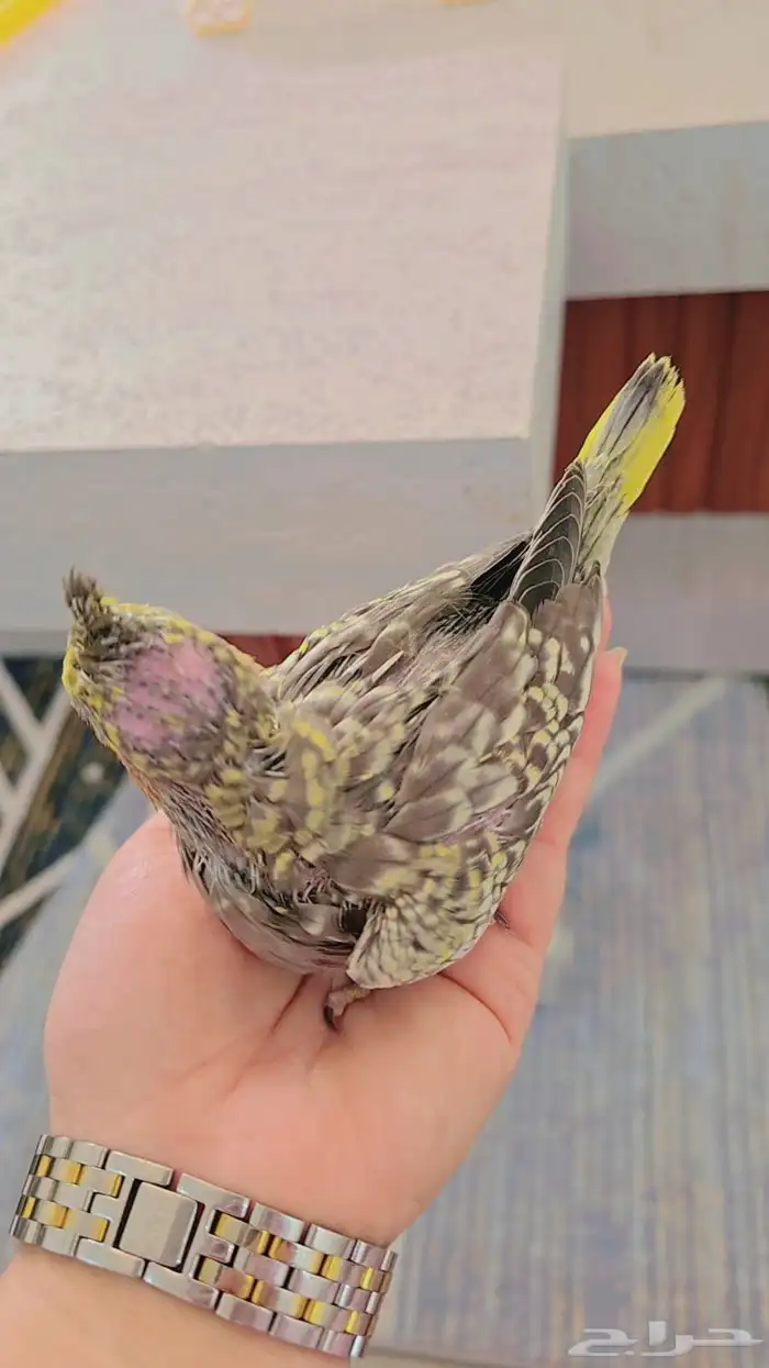 فرخ كروان ( ايزابيل ) 1