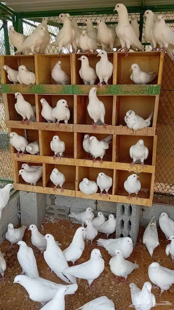 حمام فرنسي ابيض 0