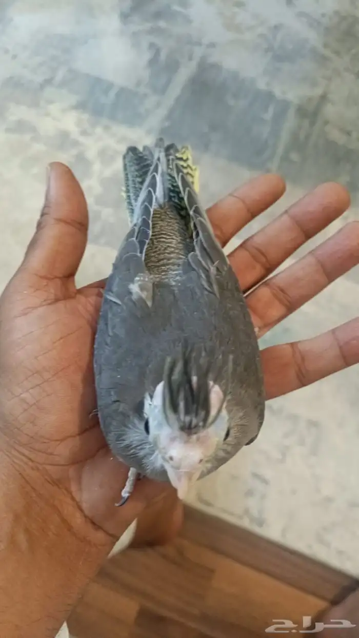 طيور اليفة 0