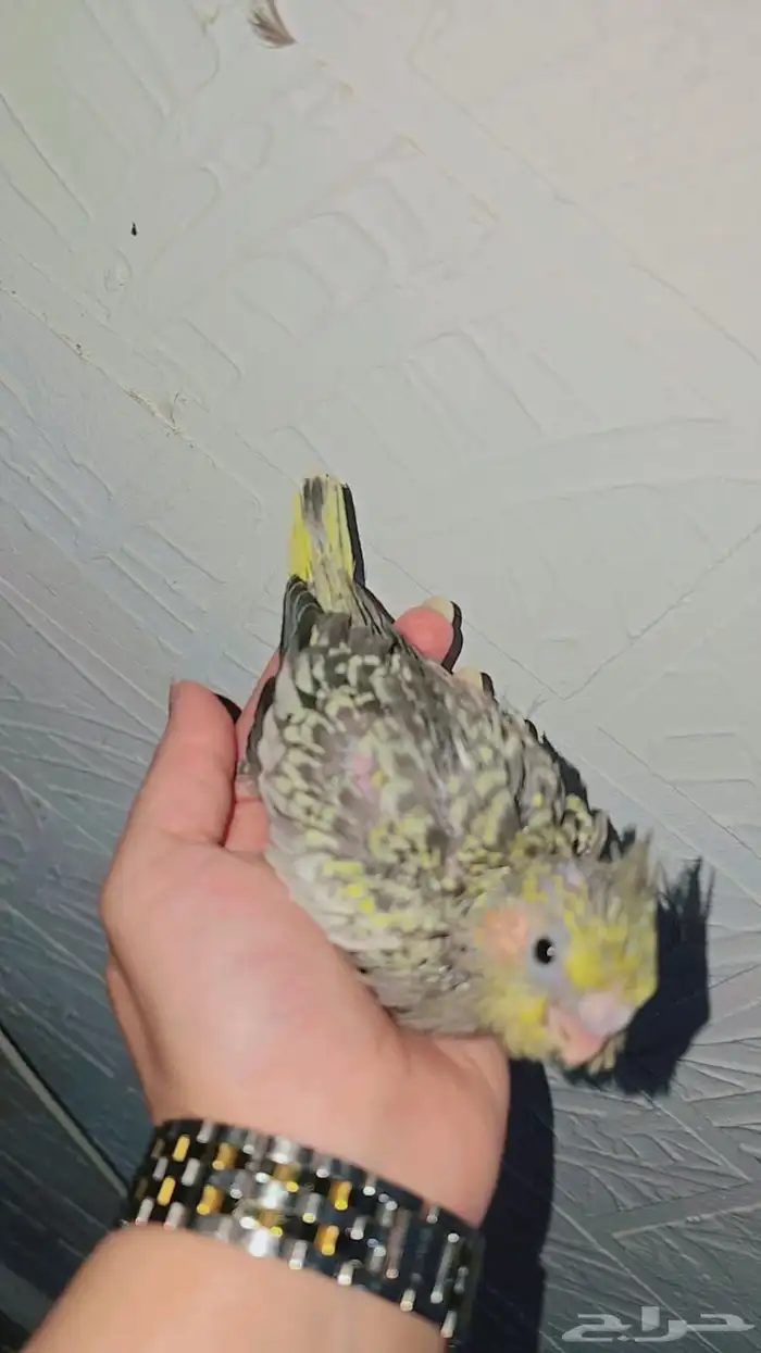 فرخ كروان ( ايزابيل ) 4