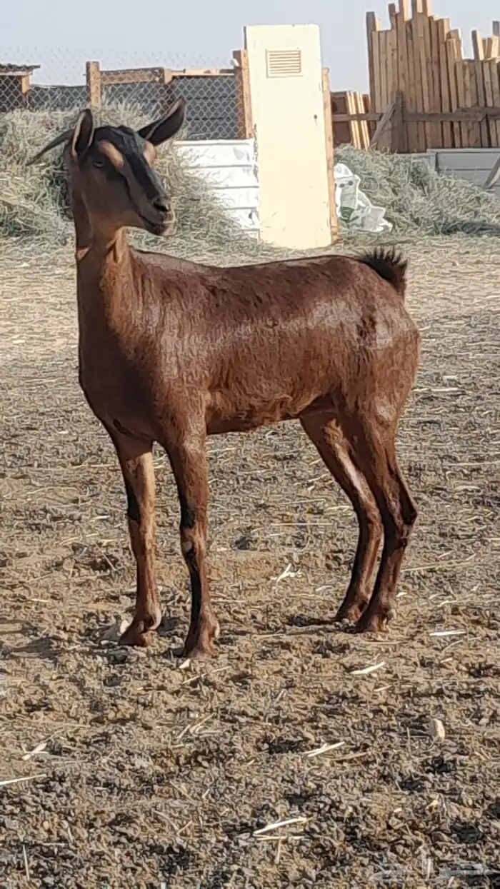 جفره جنوبيه 0