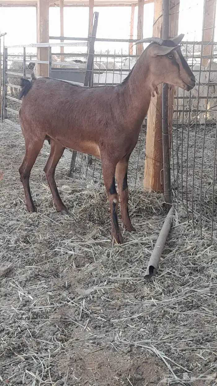 جفره جنوبيه 1