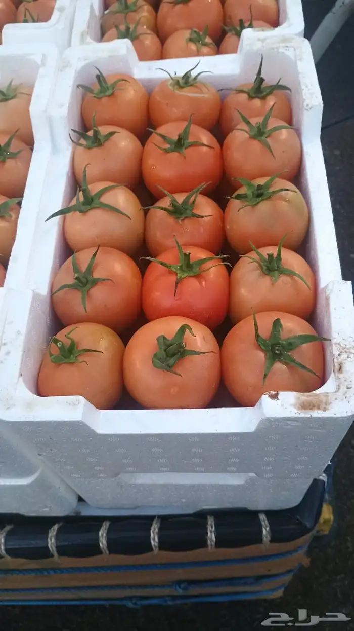 بندورة محمية درجة أولى 0