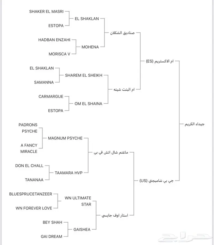 فرس واهو فاخره لقاح على البطل حابس الزبير 1