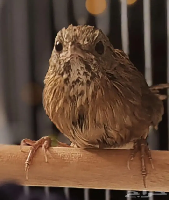 من اندر النوادر الميني خوامي استاذ فن التغريد 1