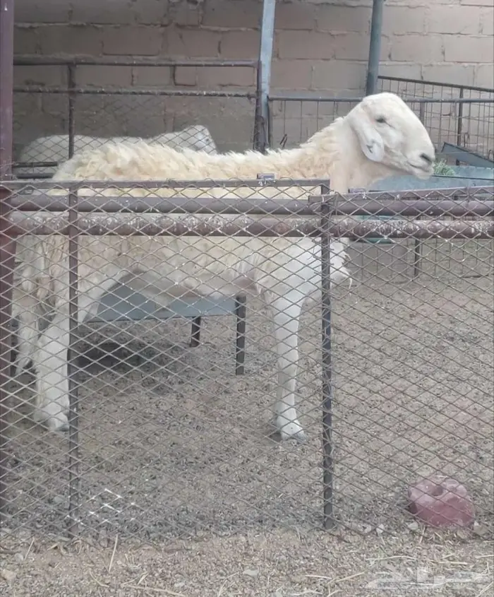 فحل حري صنف 1