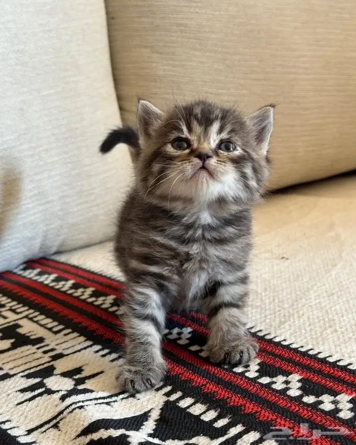 قطط سكوتش ستريت تايقر للبيع 1