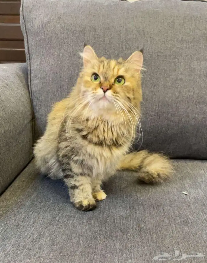 قطه مع اغراضها كامله 0