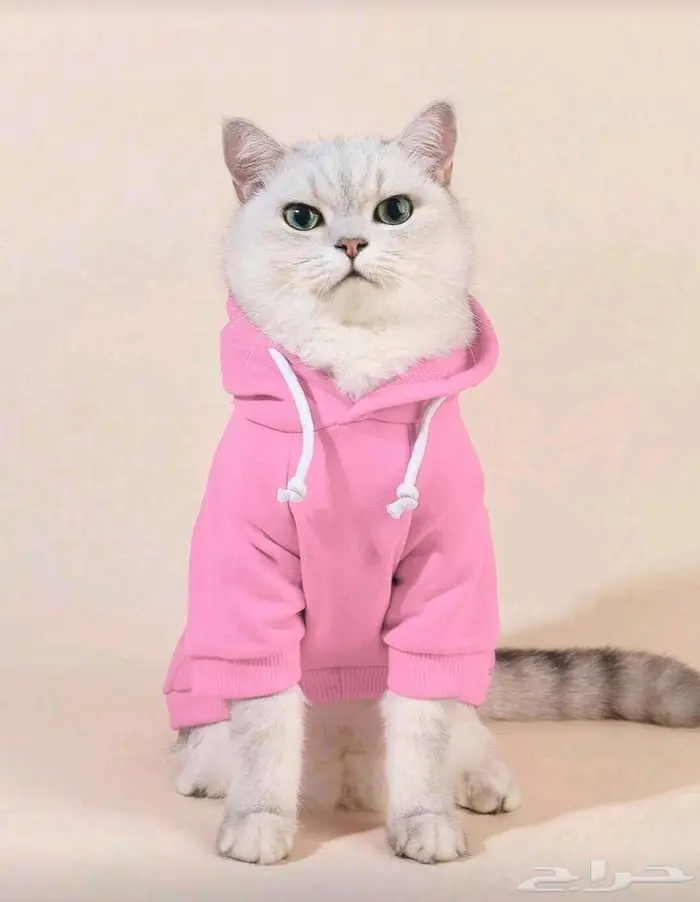 مستلزمات قطة مستعملة 10