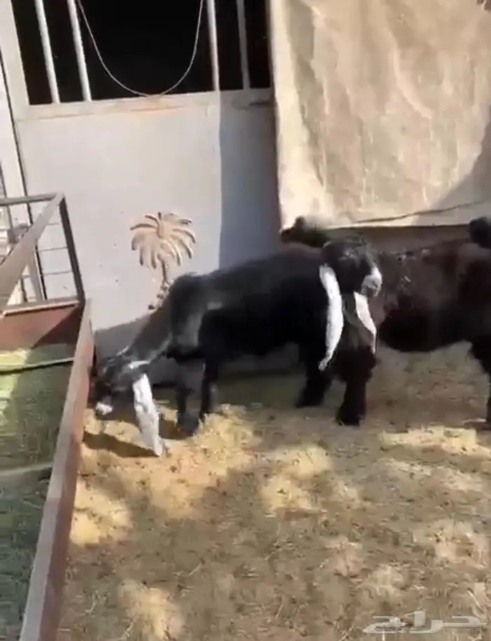 ثلاث جفار وتيس عوارض اصل معرفه تعاريف قويه 2