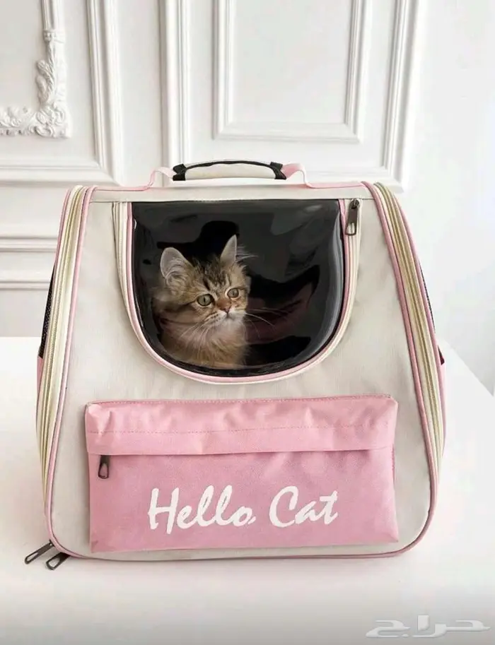 مستلزمات قطة مستعملة 11