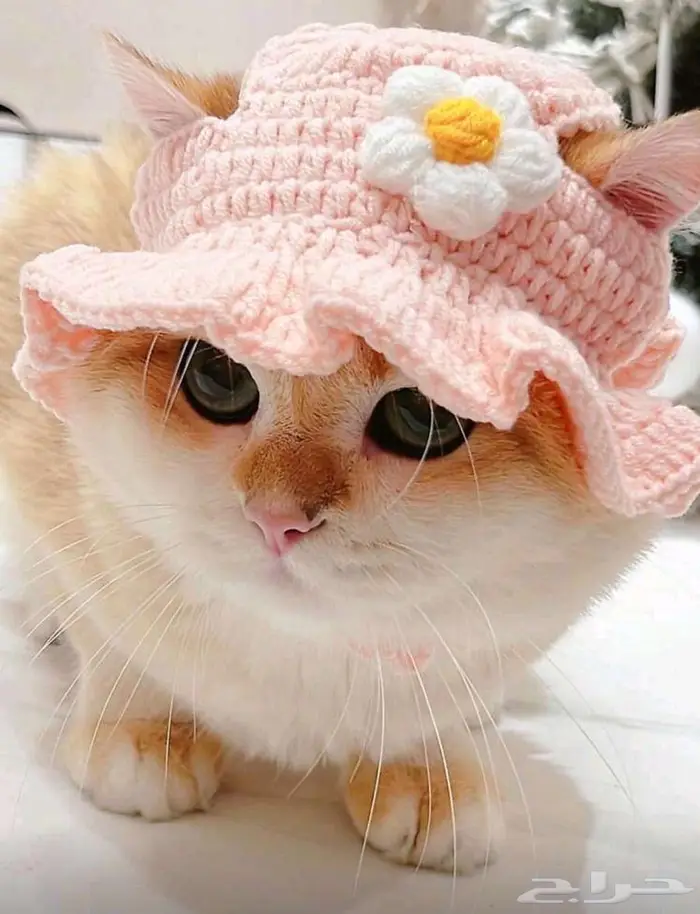 مستلزمات قطة مستعملة 13