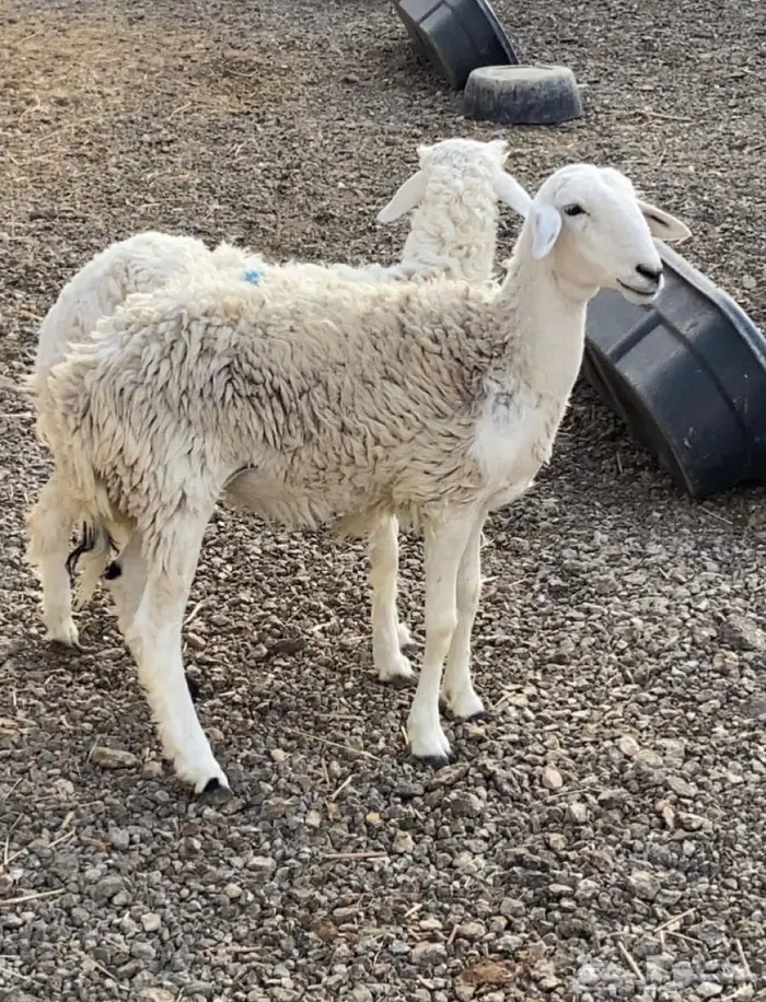 حريات جذعات 1