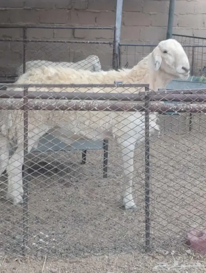 فحل حري صنف 0