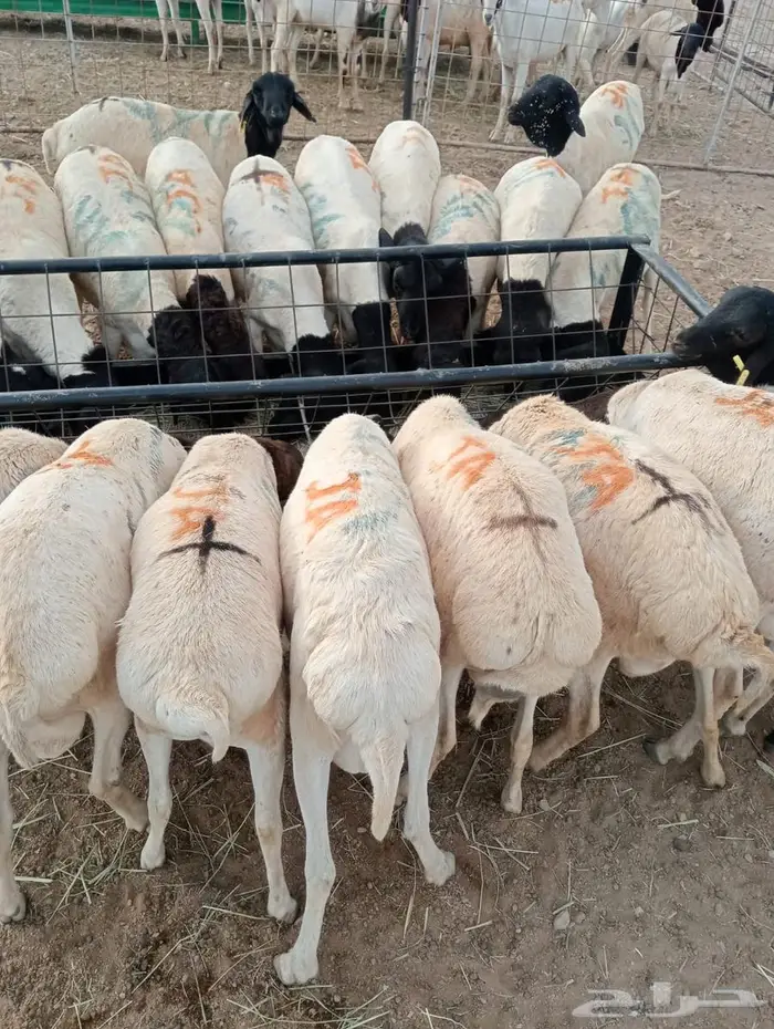 تيوس وبرابر ممتازة بأسعار تنافسية 0