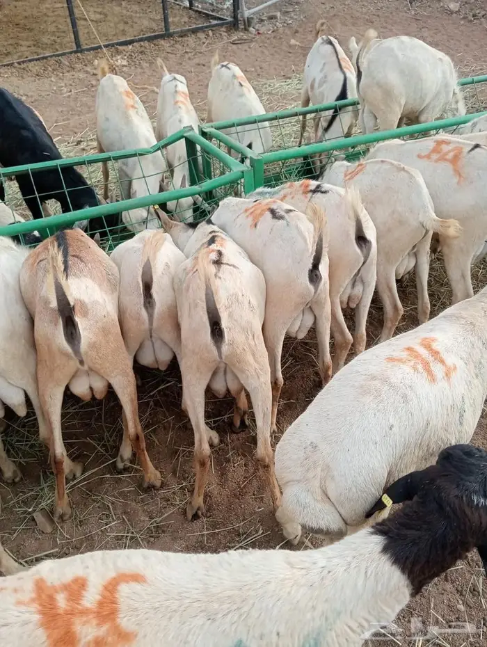 تيوس وبرابر ممتازة بأسعار تنافسية 3