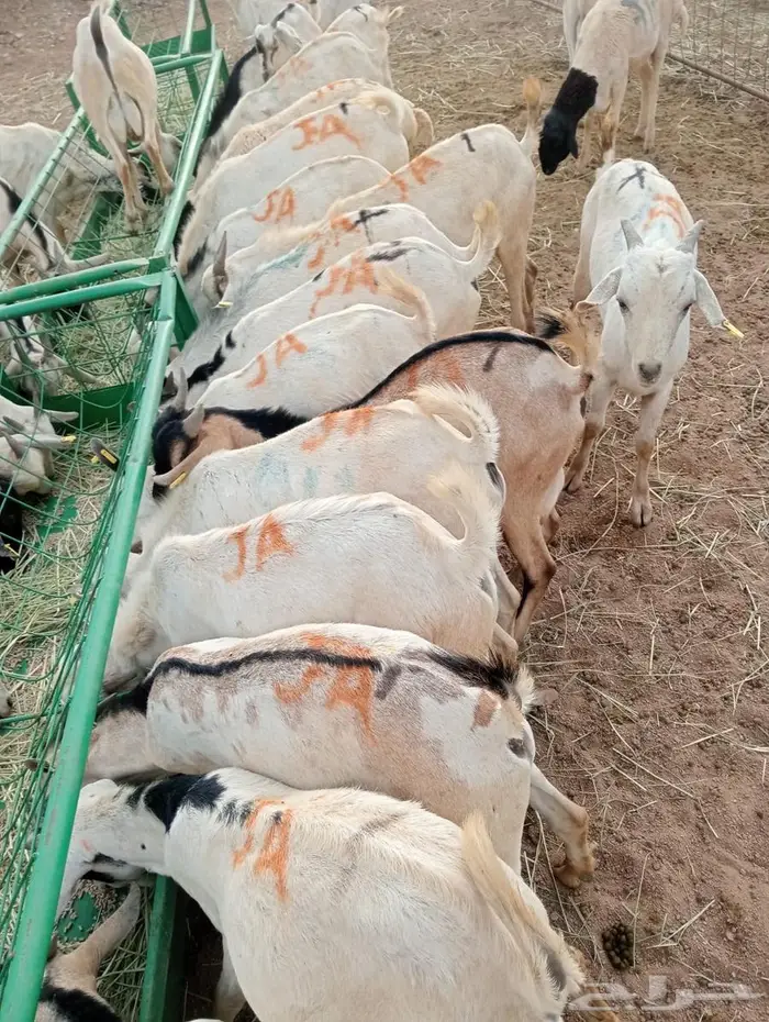 تيوس وبرابر ممتازة بأسعار تنافسية 2