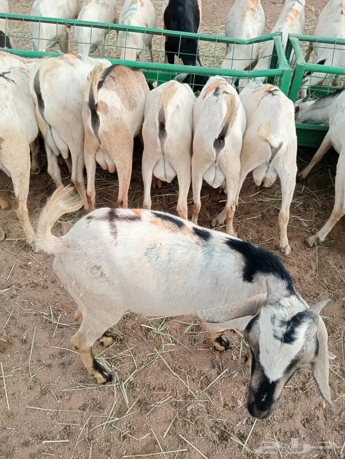 تيوس وبرابر ممتازة بأسعار تنافسية 1