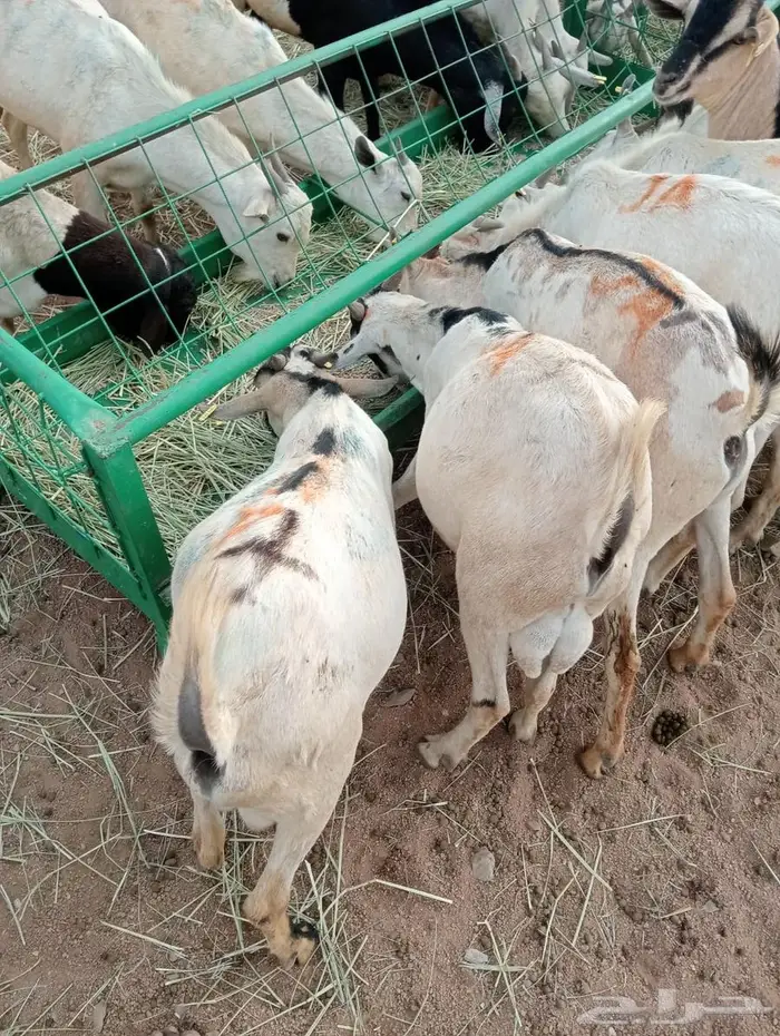 تيوس وبرابر ممتازة بأسعار تنافسية 10