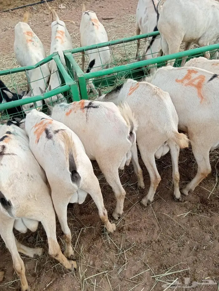 تيوس وبرابر ممتازة بأسعار تنافسية 4