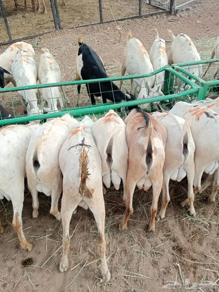 تيوس وبرابر ممتازة بأسعار تنافسية 9