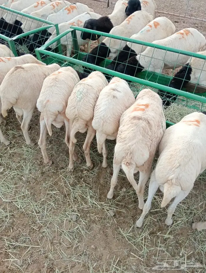 تيوس وبرابر ممتازة بأسعار تنافسية 7