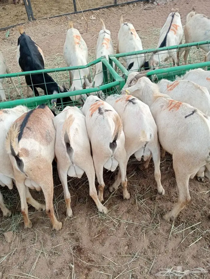 تيوس وبرابر ممتازة بأسعار تنافسية 8